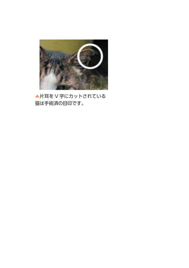 地域猫