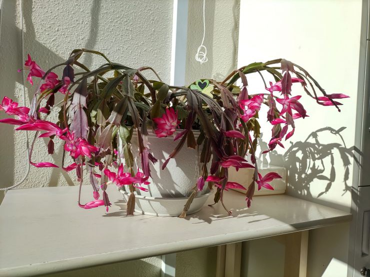 20240117-花の写真1.JPG
